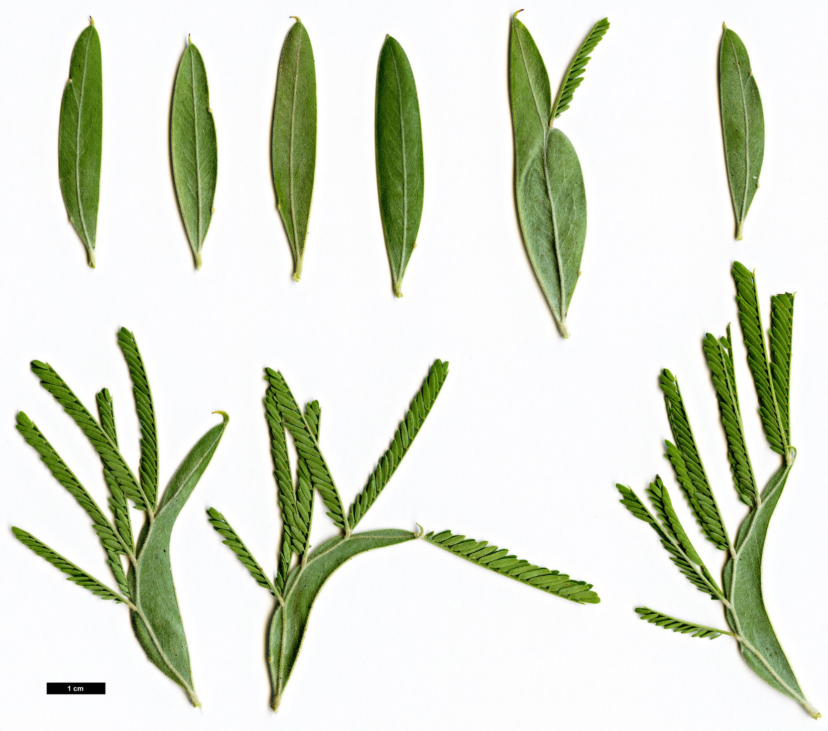 High resolution image: Family: Fabaceae - Genus: Acacia - Taxon: ×hanburyana (A.dealbata × A.podalyriifolia)